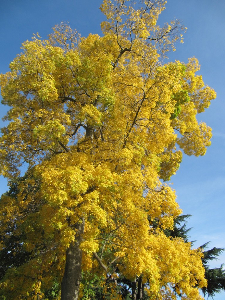 bitternut_hickory3